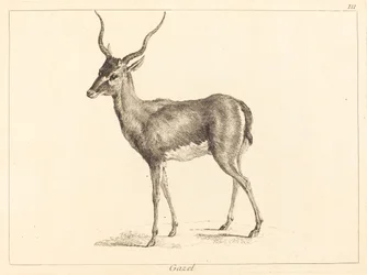 Gazela (Gazela)