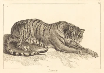 Leopardo (Leopardo ou Tigre)