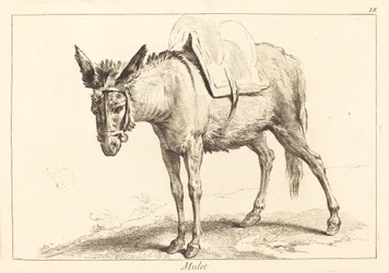 Mulet (Mula ou Burro Selado)