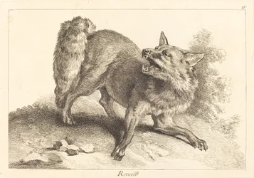 Renard (Raposa)