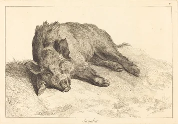 Sanglier (javali deitado, cabeça para a esquerda)