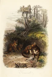 Família de raposas vermelhas, Vulpes vulpes, fora de uma toca