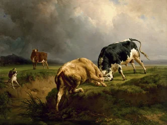 Uma luta de touro, 1855