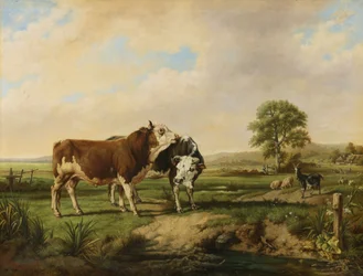 Touros, ovelhas e cabras no pasto