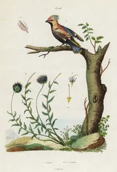 Bohemian waxwing e bocado de ovelha.