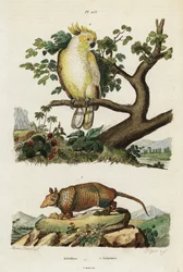 Cacatua-de-crista-amarela e tatu