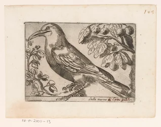 Vogel
Chuta marina (título sobre o objecto)
Vogels (título da série)