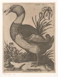 Eend
Anatra Saluatica (título sobre o objecto)
Negen vogels (título da série)