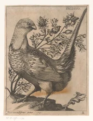 Fazant
Fagiano (título sobre o objecto)
Negen vogels (título da série)