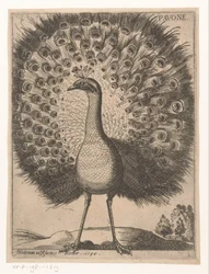 Pavão - Pavone (título no objecto) - Nove aves (título da série)