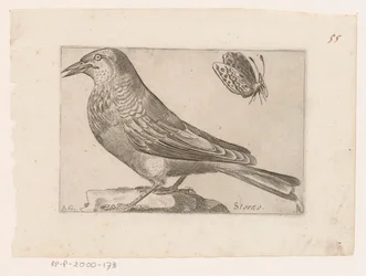 Estorninho (Sturnus vulgaris)
Storno (título sobre o objecto)
Pássaros (título da série)