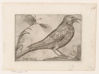 Estorninho (Sturnus vulgaris) Storno (título no objeto) Aves (título da série)