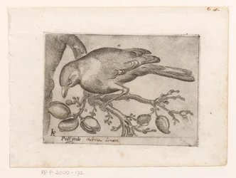 Vogel Poli gola (título no objeto) Vogels (título da série)