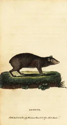 Agouti, espécie Dasyprocta. ,1800 (gravura)