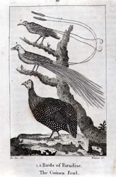 Aves do Paraíso e uma Ave da Guiné, de 