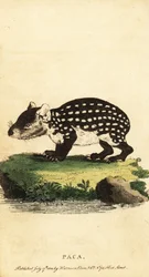 Paca da planície ou paca manchada, Cuniculus paca.,1800 (gravura)