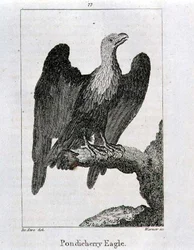 Pondicherry Eagle, de "History of the Earth and Animated Nature", de Oliver Goldsmith, publicado em Londres