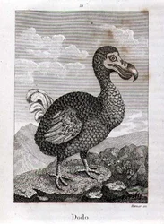 O Dodo, de 