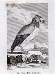 The King of The Vultures, de 