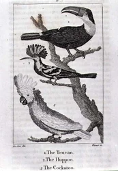 O tucano, a poupa e a cacatua, de «A History of the Earth and Animated Nature», de Oliver Goldsmith, publicado em Londres