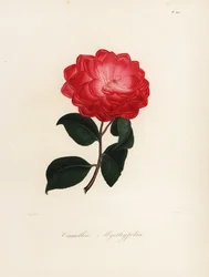 Variedade Camellia japonica, Camellia myrthyfolia