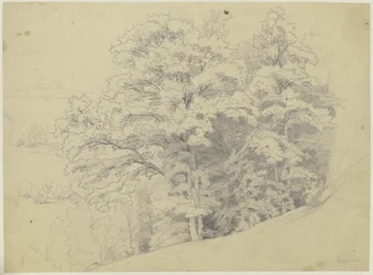 Trecho de floresta numa encosta