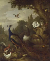 Pavão, pavoa, papagaios, canário e outras aves num parque, c. 1708-10