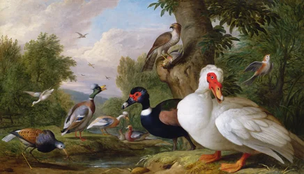 Variedade de patos por uma piscina