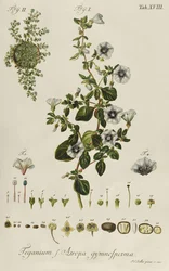 Convolvulus: Teganium f. Atropa gymnosperma de "Plantae Rariores"