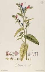 Echium: Orientale de "Icones Plantarum", c.1763 (gravura)