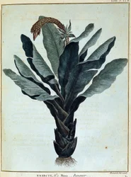 Banana - em "Journey to Nubia and Abyssinia undertaken to discover the sources of the Nile during the years 1768 to 1772", por James Bruce, vol. 1, Paris