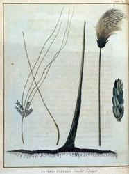 Cyperus papyrus, estirpe do Egito - em "Journey to Nubia and Abyssinia undertaken to discover the sources of the Nile during the years 1768 to 1772", por James Bruce, vol. 1, Paris