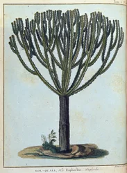 Kol-quall (Kol quall), euforia (cactus) - em "Journey to Nubia and Abyssinia undertaken to discover the sources of the Nile during the years 1768 to 1772", por James Bruce, vol. 1, Paris