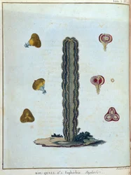 Kol-quall (Kol quall), euforia (cactus) - em "Journey to Nubia and Abyssinia undertaken to discover the sources of the Nile during the years 1768 to 1772", por James Bruce, vol. 1, Paris
