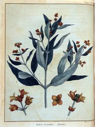 Rack, avicenne - em "Journey in Nubia and Abyssinia undertaken to discover the sources of the Nile during the years 1768 to 1772", por James Bruce, vol. 1, Paris