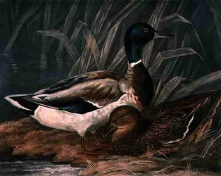 Wild Ducks, placa 5 de British Feather Game, gravada por Charles Turner (1773-1857), pub. por R. Ackermann, c.1810 (gravura mezzotint)