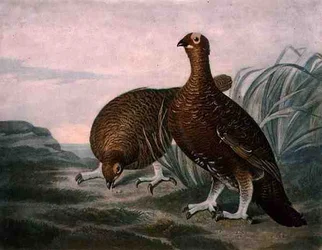 Lagópode-escocês, prancha 8 de «Caça de pena britânica», gravada por Charles Turner (1773-1857), publicada por R. Ackermann, c.1810