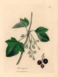 Árvore de groselha, Ribes nigrum, de uma ilustração botânica de James Sowerby de William Woodville e "Medical Botany" de Sir William Jackson Hooker 1832 (gravura em placa de cobre colorida à mão)