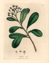 Canella de flores azuis e folhas de louro, Canella alba, Canella winterana, de uma ilustração botânica de James Sowerby de William Woodville e "Botânica Médica" de Sir William Jackson Hooker 1832 (gravura em cobre colorida à mão)