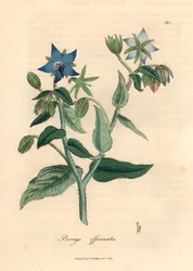 Borragem florida azul, Borago officinalis, de uma ilustração botânica de James Sowerby de William Woodville e "Botânica Médica" de Sir William Jackson Hooker 1832 (gravura em placa de cobre colorida à mão)