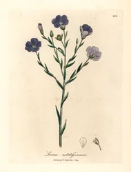 Linho florido azul, Linum usitatissimum, de uma ilustração botânica de James Sowerby de William Woodville e "Medical Botany" de Sir William Jackson Hooker 1832 (gravura em chapa de cobre colorida à mão)