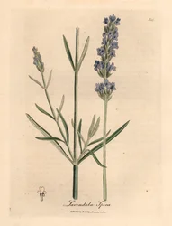 Lavanda florida azul, Lavandula spica, de uma ilustração botânica de James Sowerby de William Woodville e "Medical Botany" de Sir William Jackson Hooker 1832 (gravura em cobre colorida à mão)
