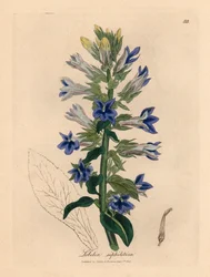 Lobélia azul florida ou flor cardinal, Lobelia siphilitica, de uma ilustração botânica de James Sowerby de William Woodville e "Medical Botany" de Sir William Jackson Hooker 1832 (gravura em chapa de cobre colorida à mão)
