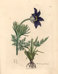 Anêmona de prado florido azul ou flor de pasque, Anemone pratensis, de uma ilustração botânica de James Sowerby de William Woodville e "Botânica Médica" de Sir William Jackson Hooker 1832 (gravura em placa de cobre colorida à mão)