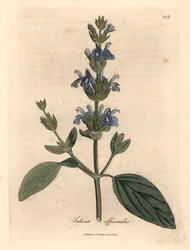 Sálvia florida azul, Salvia officinalis, de uma ilustração botânica de James Sowerby de William Woodville e "Botânica Médica" de Sir William Jackson Hooker 1832 (gravura em cobre colorida à mão)