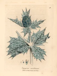 Azevinho do mar florido azul ou eryngo, Eryngium maritinum, de uma ilustração botânica de James Sowerby de William Woodville e "Botânica Médica" de Sir William Jackson Hooker 1832 (gravura em cobre colorida à mão)