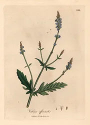 Verbena florida azul, Verbena officinalis, de uma ilustração botânica de James Sowerby de William Woodville e "Botânica Médica" de Sir William Jackson Hooker 1832 (gravura em cobre colorida à mão)