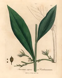 Cardamomo, Elettaria cardamomum, de uma ilustração botânica de James Sowerby de William Woodville e "Medical Botany" de Sir William Jackson Hooker 1832 (gravura em cobre colorida à mão)