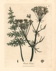 Alcarávia comum, Carum carui, de uma ilustração botânica de James Sowerby de William Woodville e "Medical Botany" de Sir William Jackson Hooker 1832 (gravura em placa de cobre colorida à mão)