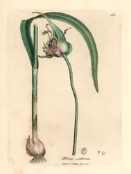 Alho comum cultivado, Allium sativum, de uma ilustração botânica de James Sowerby de William Woodville e "Medical Botany" de Sir William Jackson Hooker 1832 (gravura em cobre colorida à mão)